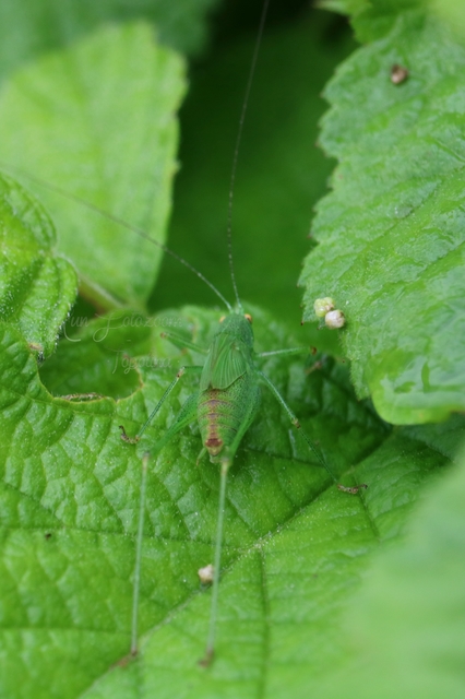 Phaneroptera nana - pontozott repülőszöcske