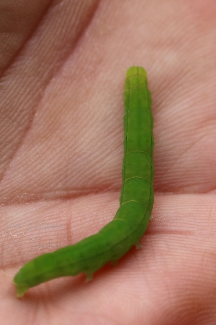 Scoliopteryx libatrix - vörös csipkésbagoly