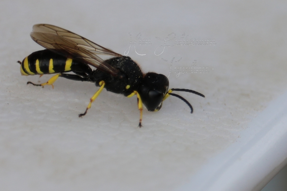 Crabronidae - szitásdarazsak