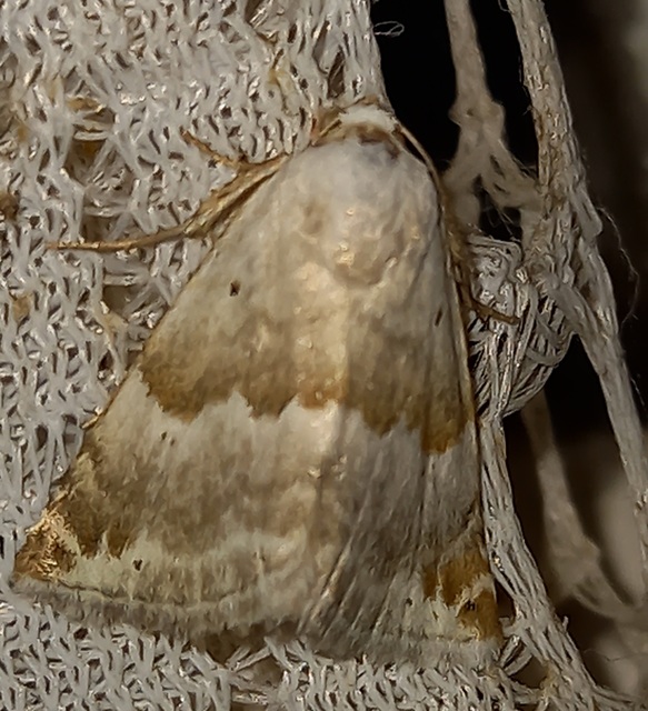 Eublemma amoena - zöldes törpebagoly