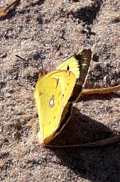 Colias erate - csángó-kéneslepke