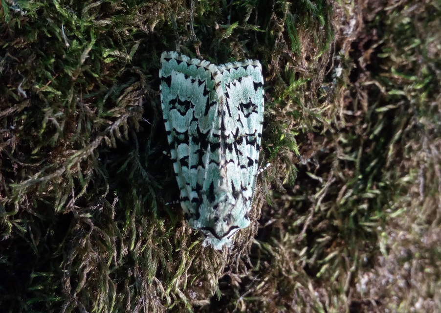 Griposia aprilina - őszi zöldbagoly