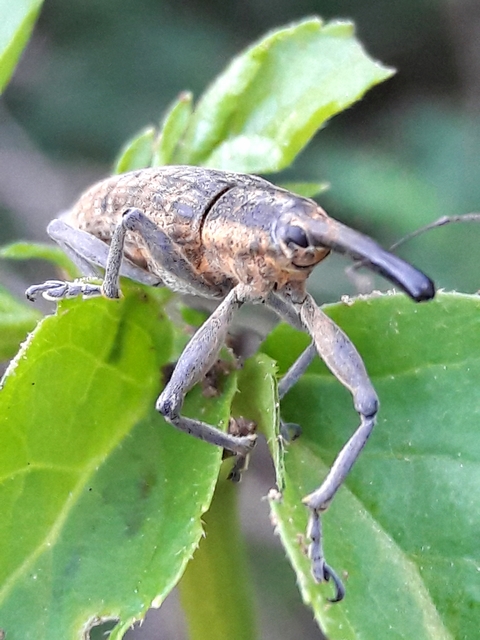 Lixus iridis - bürökfúró dudvabarkó