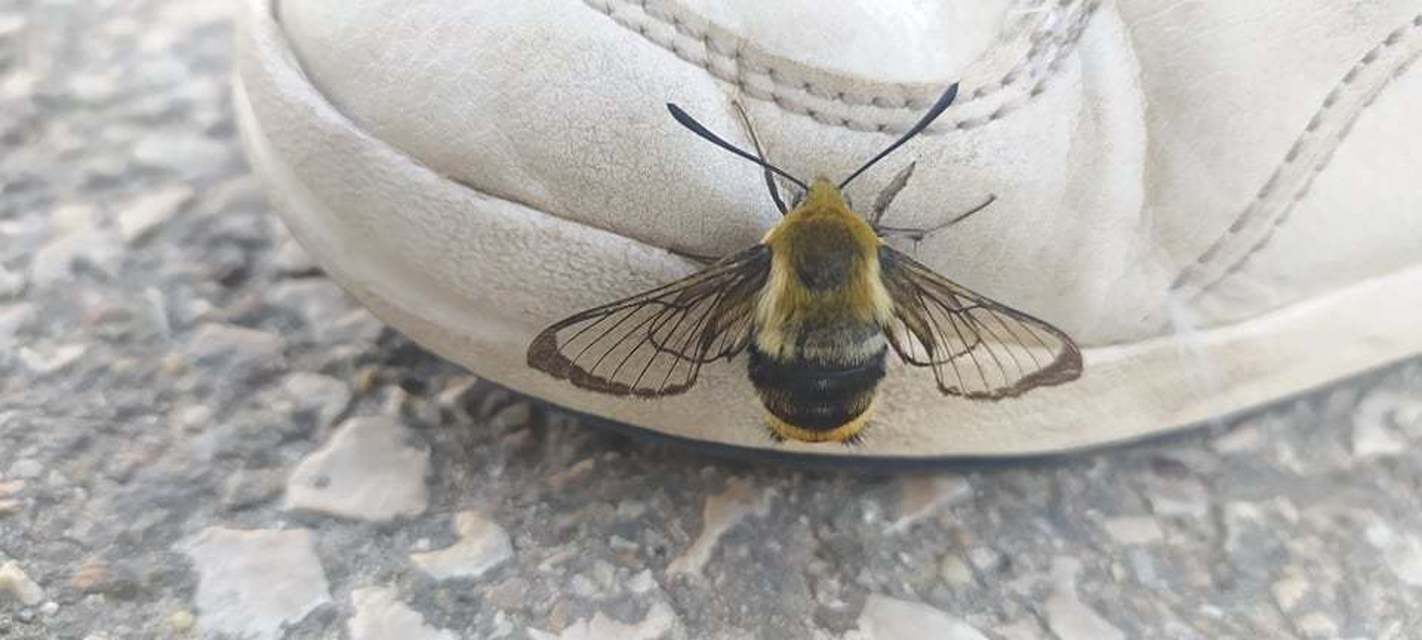 Hemaris tityus - pöszörszender Hemaris tityus - pöszörszender