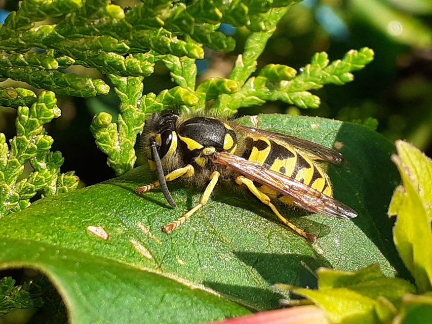 Vespula germanica - német darázs