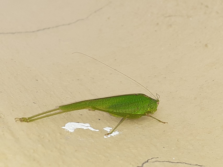 Phaneroptera nana - pontozott repülőszöcske
