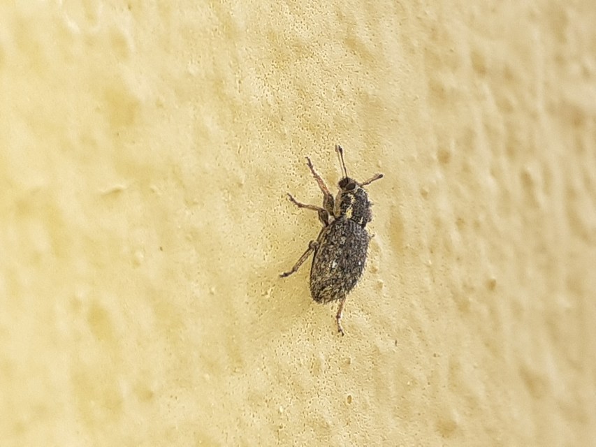 Sitona hispidulus - szőrös csipkézőbogár