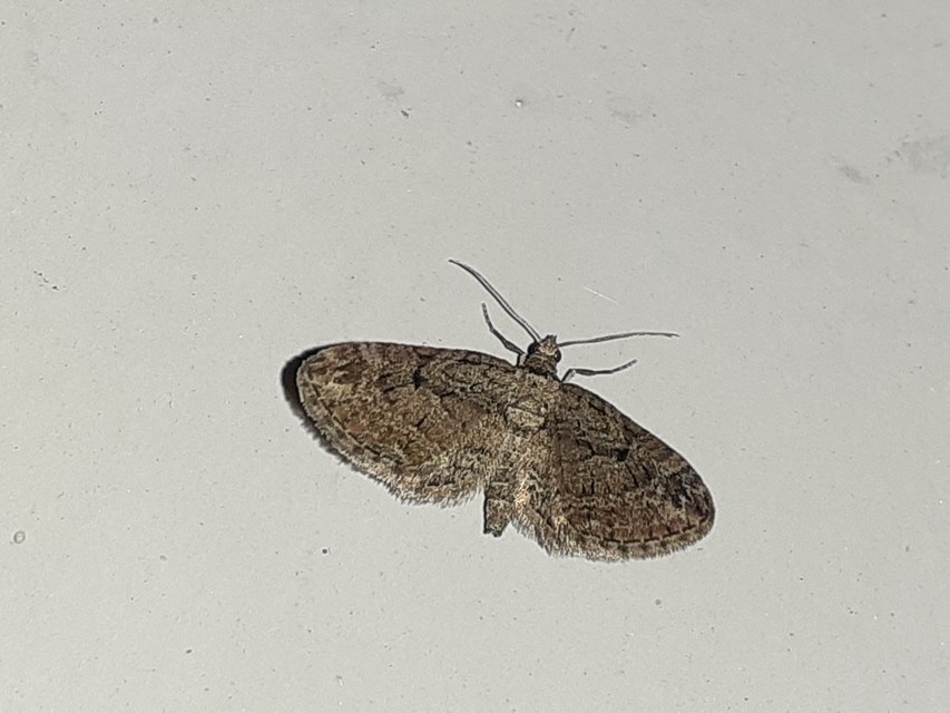 Eupithecia pusillata - lucfenyő-törpearaszoló