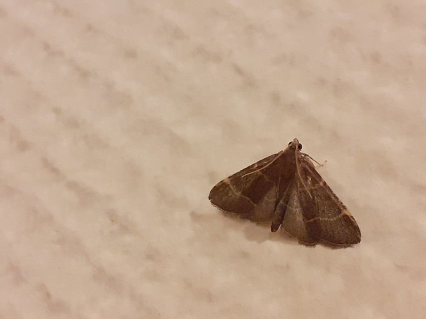Hypsopygia glaucinalis - rezes fényilonca