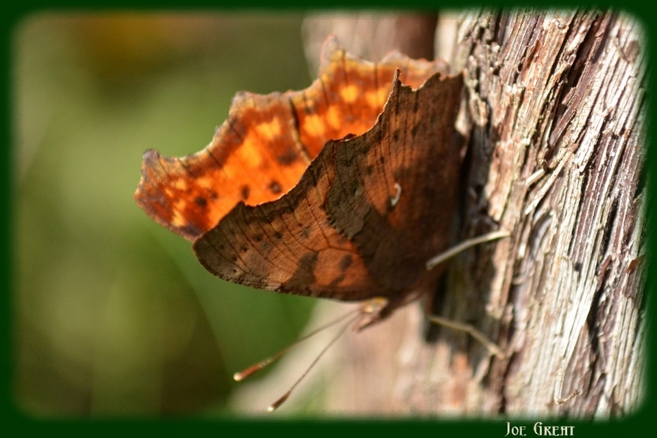 Nymphalis c-album - C-betűs lepke