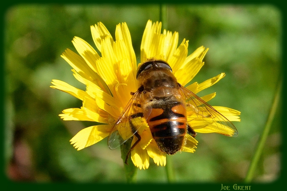 Eristalis tenax - közönséges herelégy