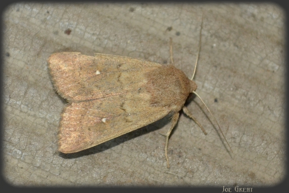 Mythimna albipuncta - fehérpettyes rétibagoly Mythimna albipuncta - fehérpettyes rétibagoly