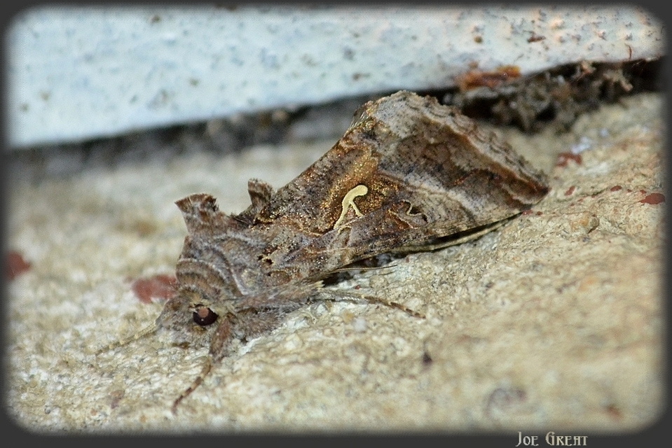 Autographa gamma - gammalepke