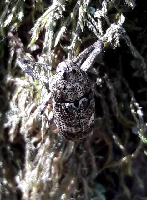 Gasterocercus depressirostris - laposorrú ormányos