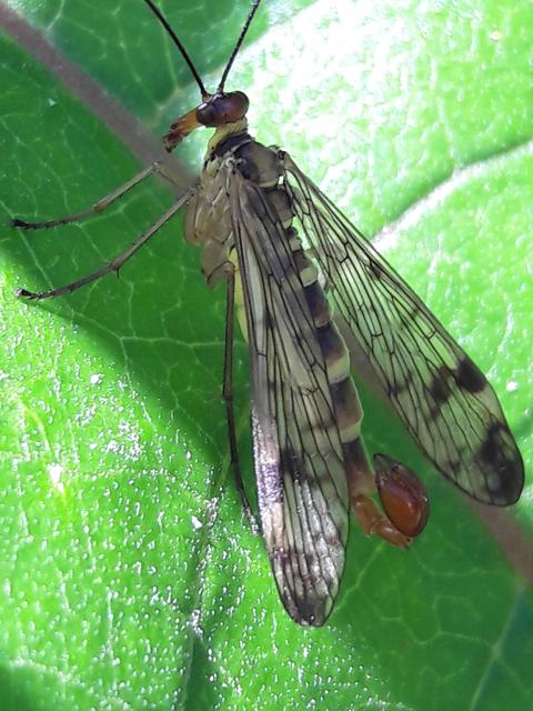 Panorpa cognata