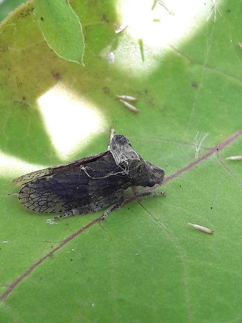 Ledra aurita - füleskabóca