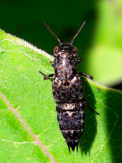 Ontholestes haroldi - sárgatérdű holyva