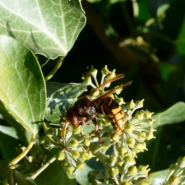 Vespa crabro - lódarázs