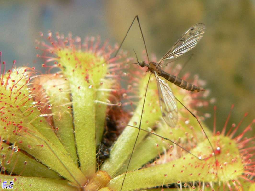 Atypophthalmus umbratus - oldalcsíkos üvegházi iszapszúnyog