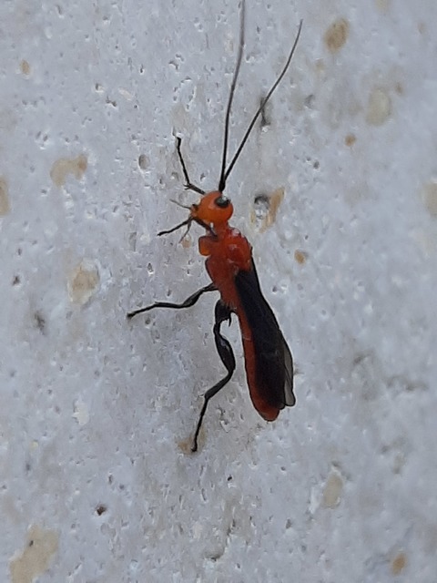 Braconidae - gyilkosfürkészek