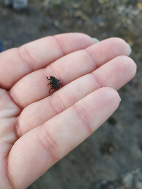 Onthophagus fracticornis - bronzos trágyatúró