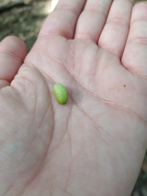 Apoda limacodes - kagylólepke