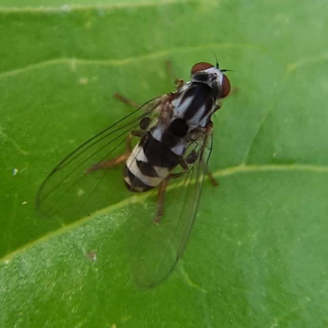 Platypezidae - kormoslegyek