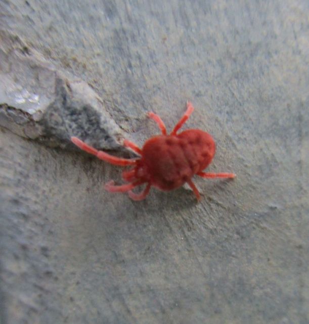 Allothrombium