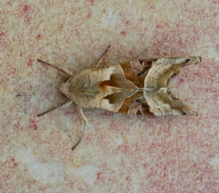 Phlogophora meticulosa - vándorló csipkésbagoly