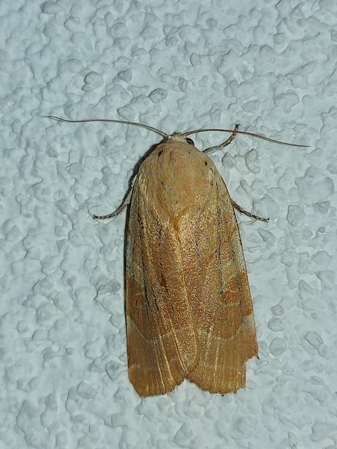 Noctua fimbriata - szélessávú sárgafűbagoly