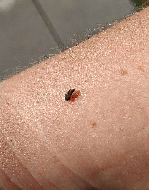 Sitona humeralis - lucerna-csipkézőbogár