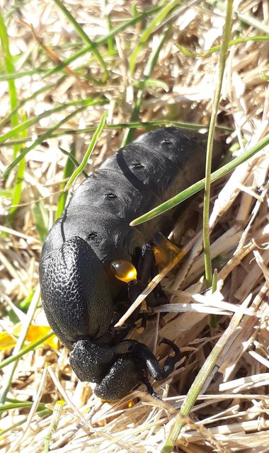 Meloe cicatricosus - óriásnünüke