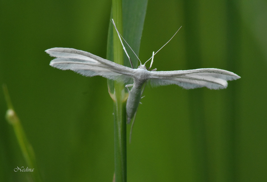 Pterophorus pentadactyla - fehér tollasmoly