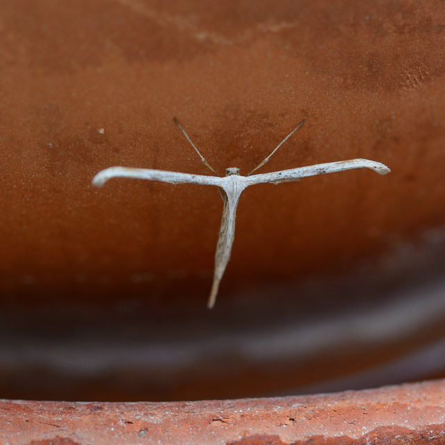 Emmelina monodactyla/argoteles