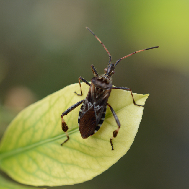 Leptoglossus occidentalis - nyugati levéllábú poloska