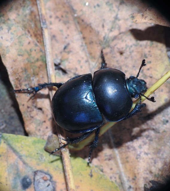 Trypocopris vernalis - tavaszi álganéjtúró