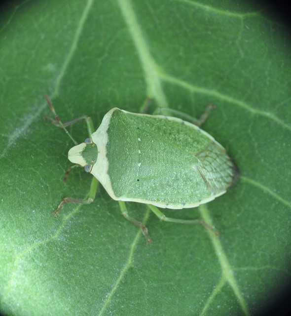 Nezara viridula - zöld vándorpoloska