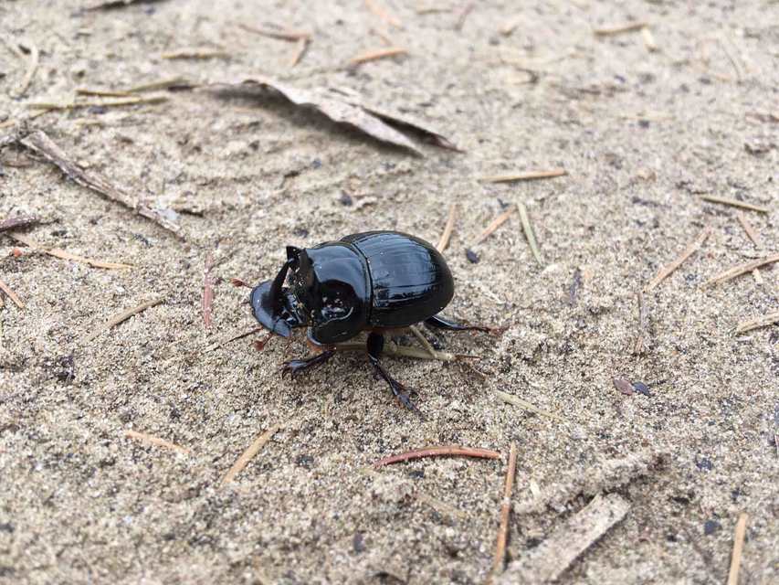 Copris lunaris - közönséges holdszarvú-ganéjtúró