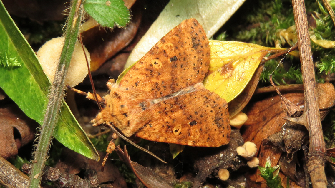 Conistra rubiginea - vörös őszibagoly