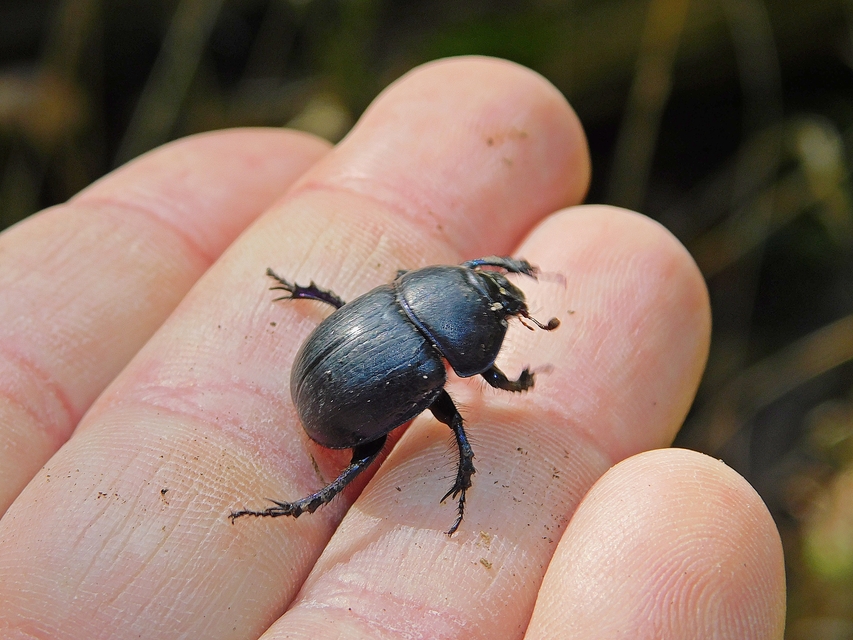 Anoplotrupes stercorosus - erdei álganéjtúró