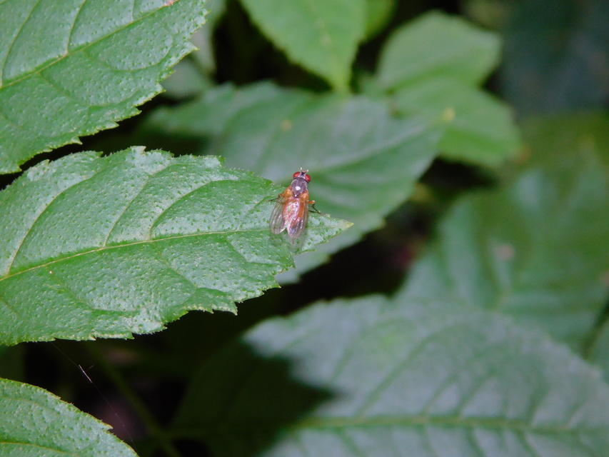 Muscidae - igazi legyek