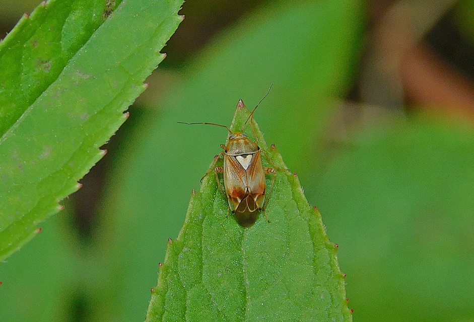 Lygus pratensis - változó mezeipoloska