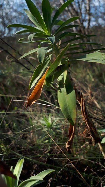 Phaneroptera nana - pontozott repülőszöcske