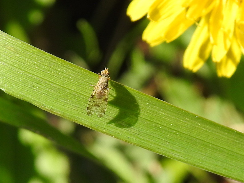 Tephritidae - fúrólégyfélék