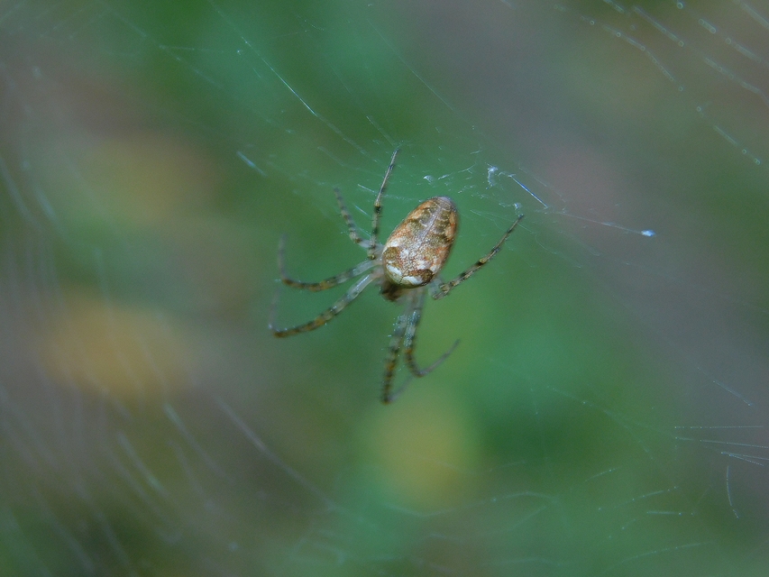Metellina segmentata/mengei