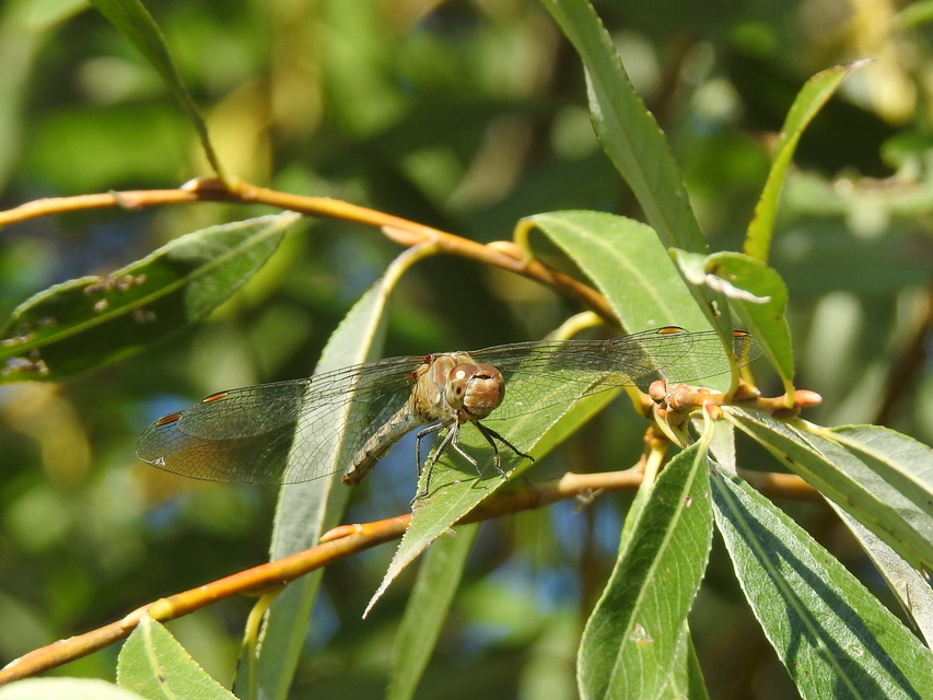 Sympetrum striolatum - harántsávos katona-szitakötő