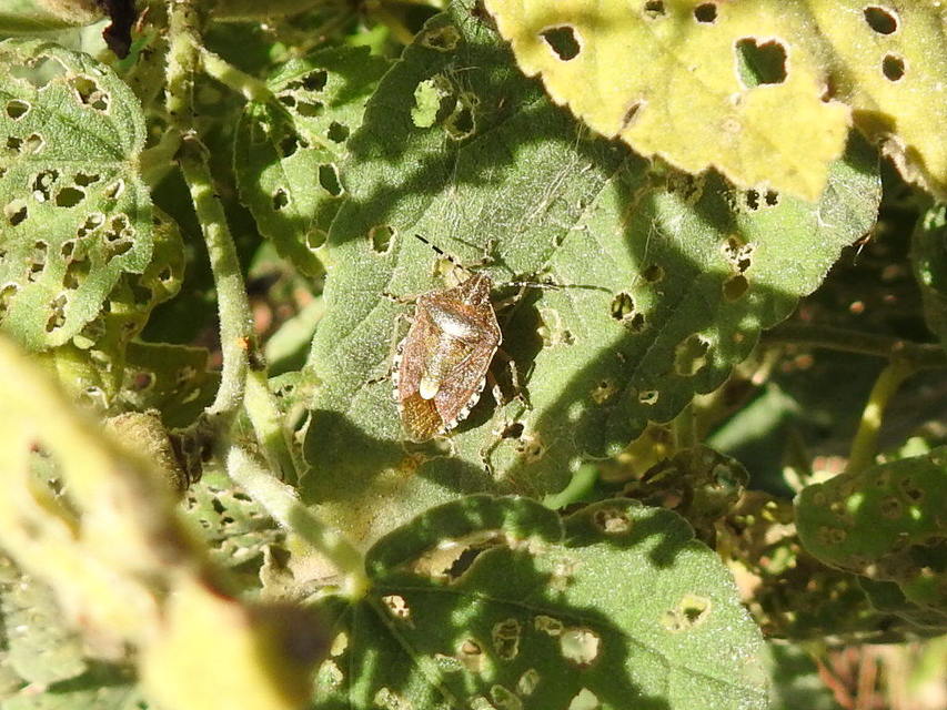Dolycoris baccarum - közönséges bogyómászó-poloska