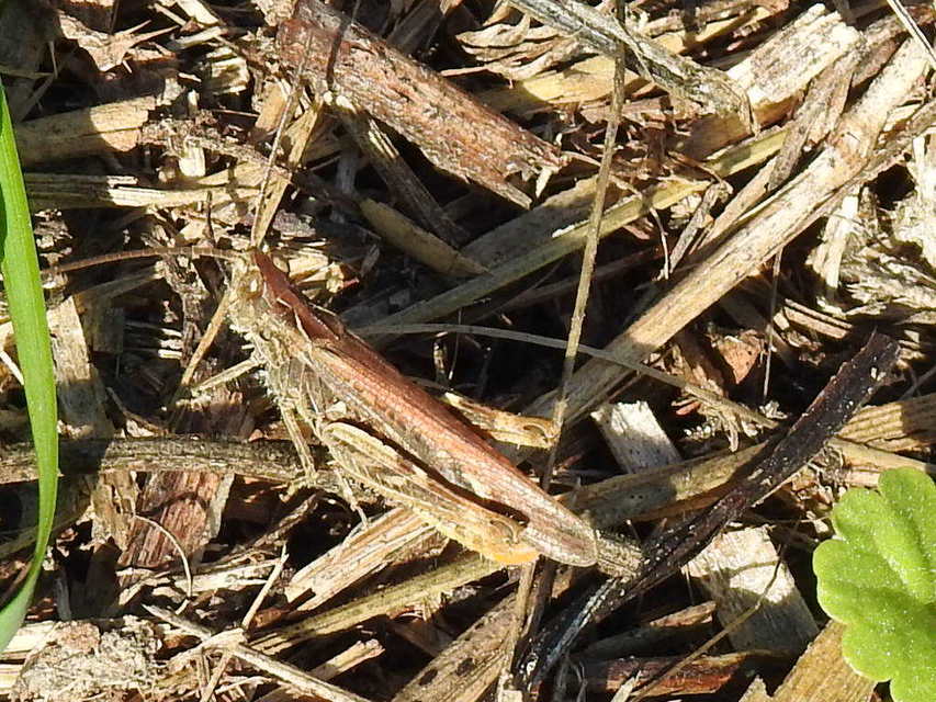 Chorthippus mollis - halk tarlósáska