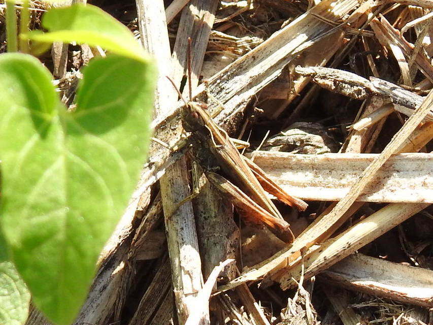 Omocestus rufipes - vöröshasú tarlósáska