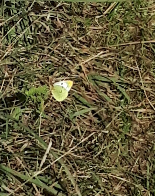 Colias croceus - sáfránylepke
